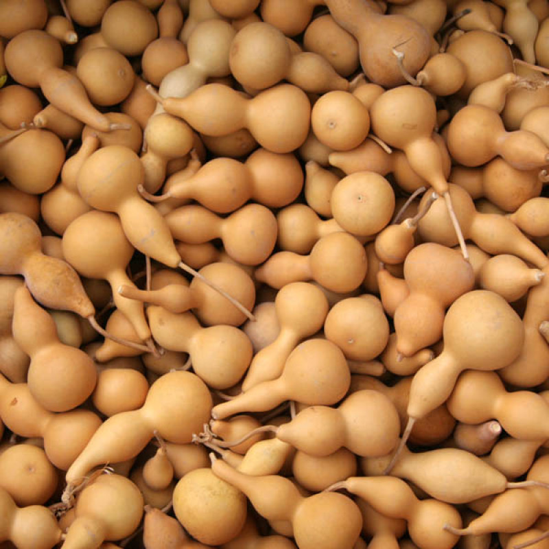 Abóbora Peregrina Natural Pequena